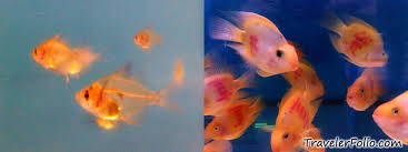 aquarium fish species pictures