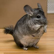 chinchilla