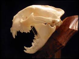 mountain lion skull