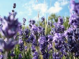 lavanda