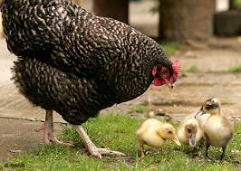 hen