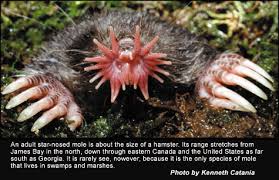 cute mammals