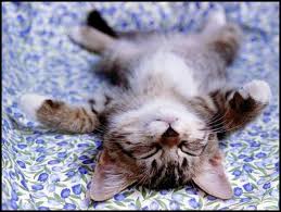 cute cat pictures