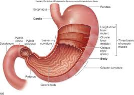 صدق او لا تصدق Stomach_anatomy