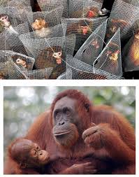 animal testing