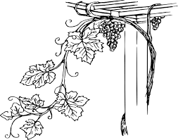 grape vine drawing