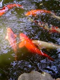backyard fish pond