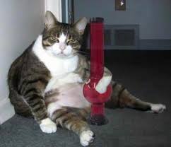 StonedCat.jpg&t=1