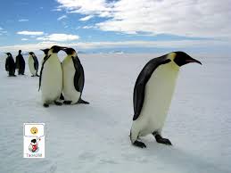 real penguin pictures