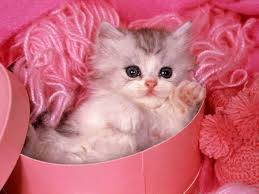صور للقطط Pink_cat_2