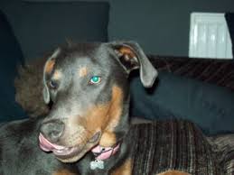 blue doberman