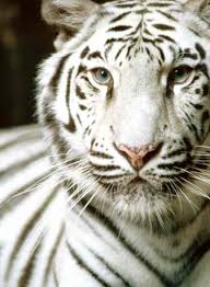 white tiger pictures