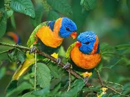 colorful birds photos