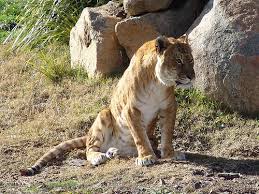 tigon pictures