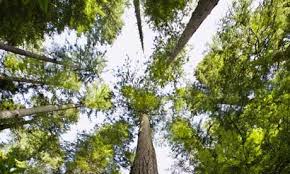 pictures douglas fir trees