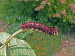 pipevine swallowtail caterpillar