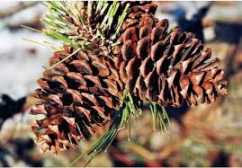 ponderosa pine cones