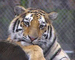 animal tigers