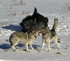 Wolf