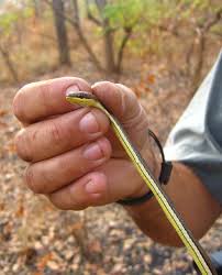 small snakes