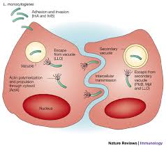 Listeria monocytogenes