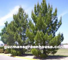 landscape pine trees