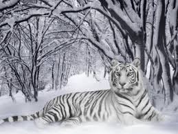 agamos un video del este ro 400_1198471188_tigra-blanco-en-la-nieve