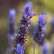 lavender tattoo