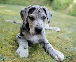 puppy great dane