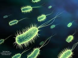 دراسة: بكتيريا "حرب العراق" تنتشر بمستشفيات أبوظبي Bacteria