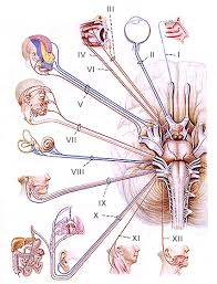 nerves