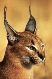 Caracal Cat