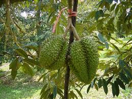 Durian growth stages
