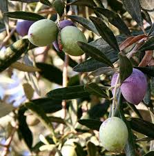 pictures olive trees