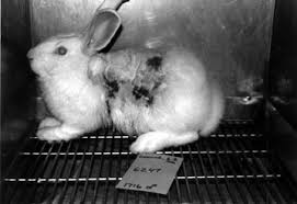 animal testing