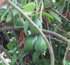 avacado