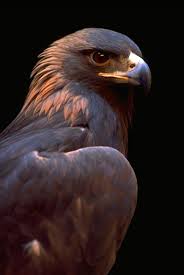 golden eagles pictures
