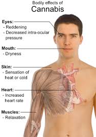 effects of marijuana