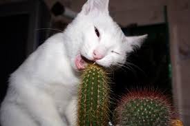 Under the thumb of da man Cactus-cat