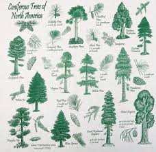 coniferous trees pictures