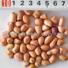 groundnut