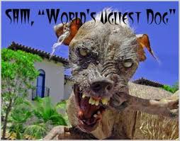 worlds ugliest dog