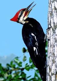 pileated woodpecker photo