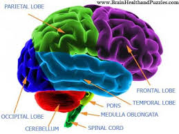 human brain image