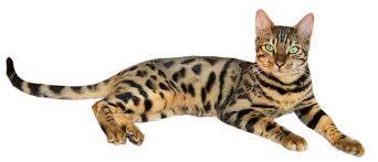 spotted tabby cat