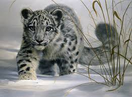 snow leopard