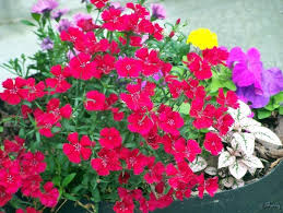 pictures of plants and flowers