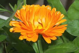 calendula