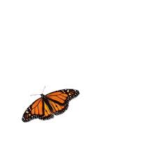 animated gif butterflies