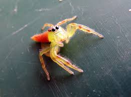wolf spider species